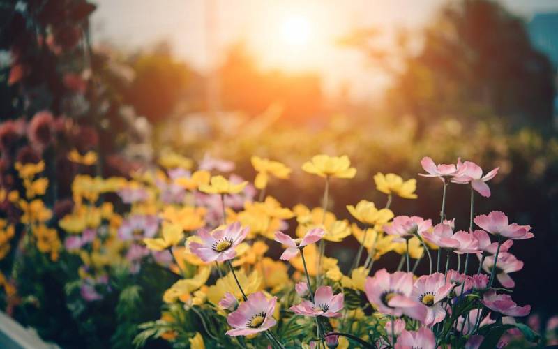 Aménagement paysager de votre jardin à Balma